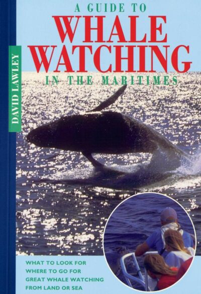 A Guide to Whale Watching in the Maritimes