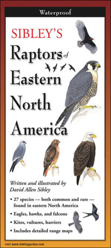 Sibley’s Raptors of Eastern North America – Folding Guide