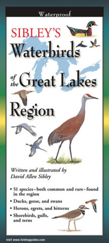 Sibley’s Waterbirds of the Great Lakes Region – Folding Guide