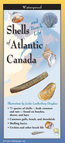 Shells of Atlantic Canada – Folding Guide