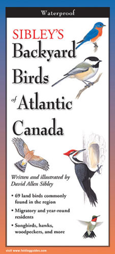 Sibley’s Backyard Birds of Atlantic Canada – Folding Guide