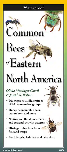 Common Bees of Eastern North America - Folding Guide