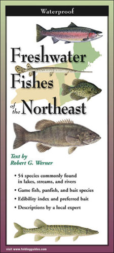 Freshwater Fishes of the Northeast – Folding Guide