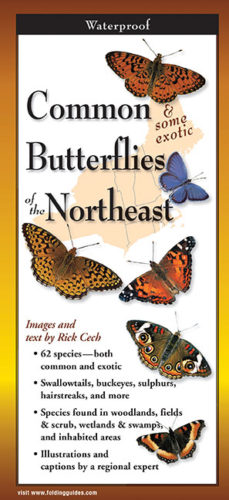 Common Butterflies of the Northeast-Fold